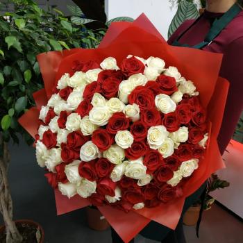 Букет из 101 розы (красные и белые розы) код: 66651nvsb
